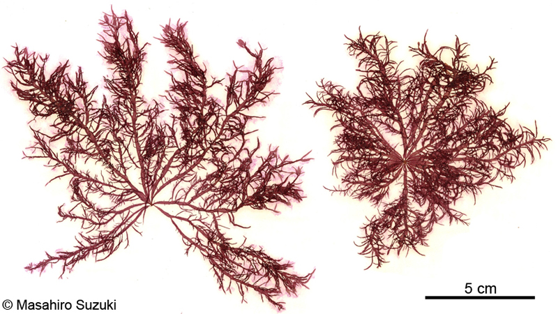 イトフノリ Gloiosiphonia capillaris