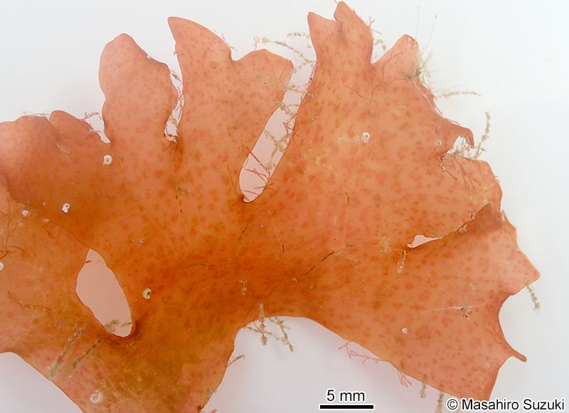 イツツギヌ Gracilaria punctata