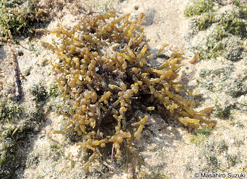 フシクレノリ Gracilaria salicornia