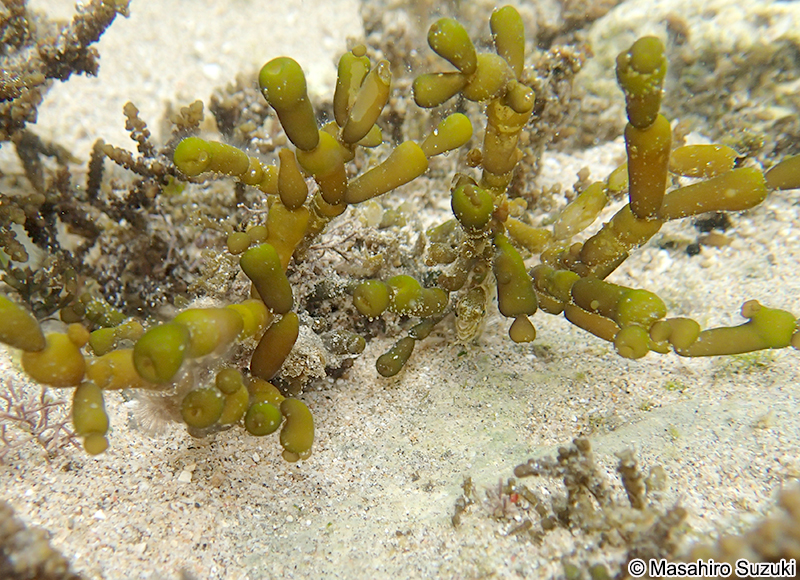 フシクレノリ Gracilaria salicornia