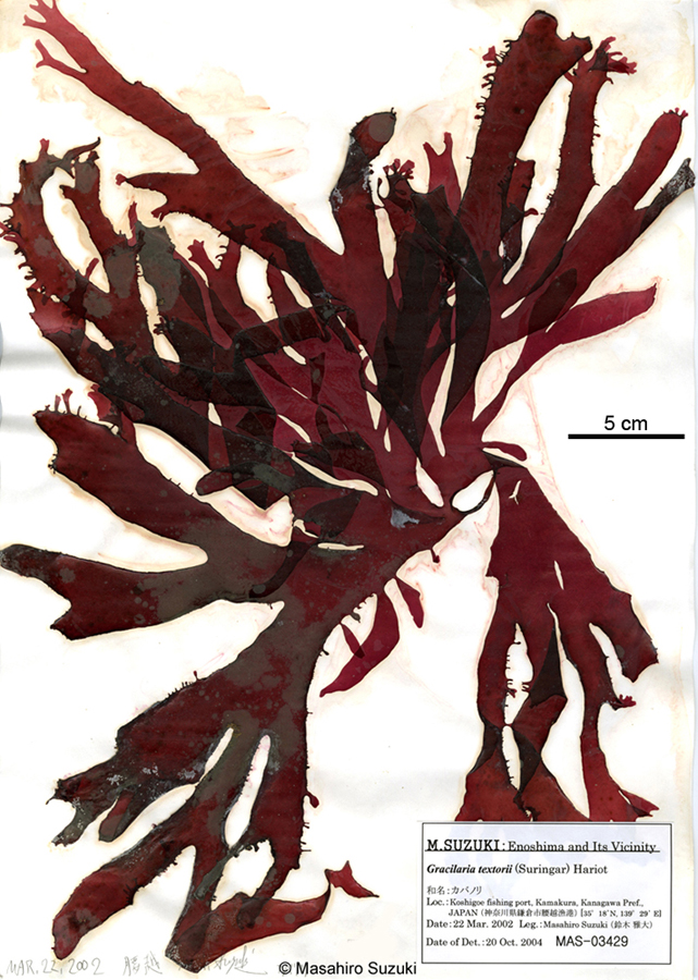 カバノリ Gracilaria textorii