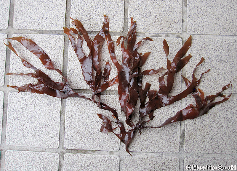 カバノリ Gracilaria textorii