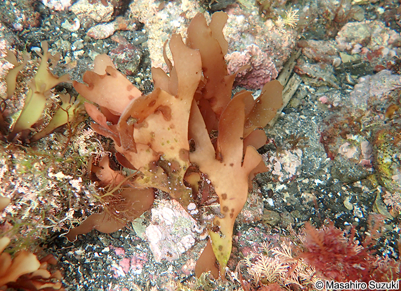 カバノリ Gracilaria textorii