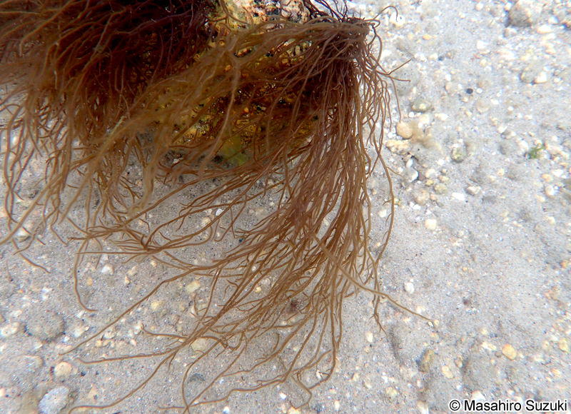 オゴノリ Agarophyton vermiculophyllum