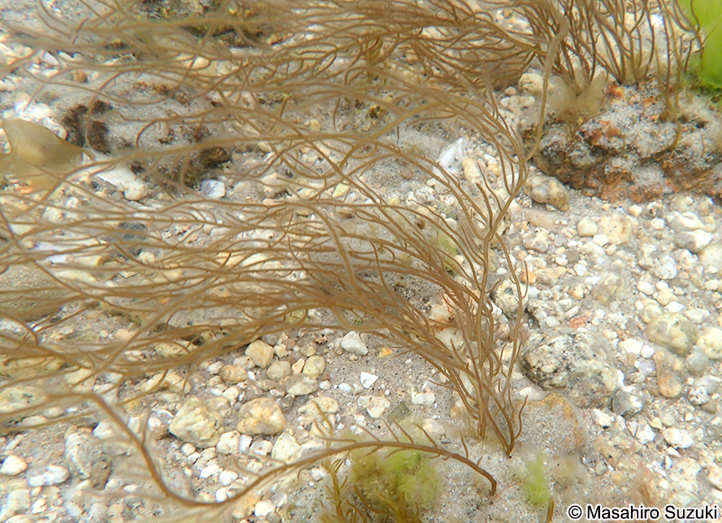 オゴノリ Agarophyton vermiculophyllum