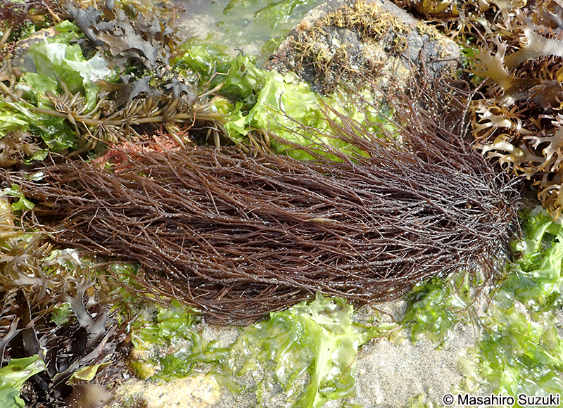 オゴノリ Agarophyton vermiculophyllum