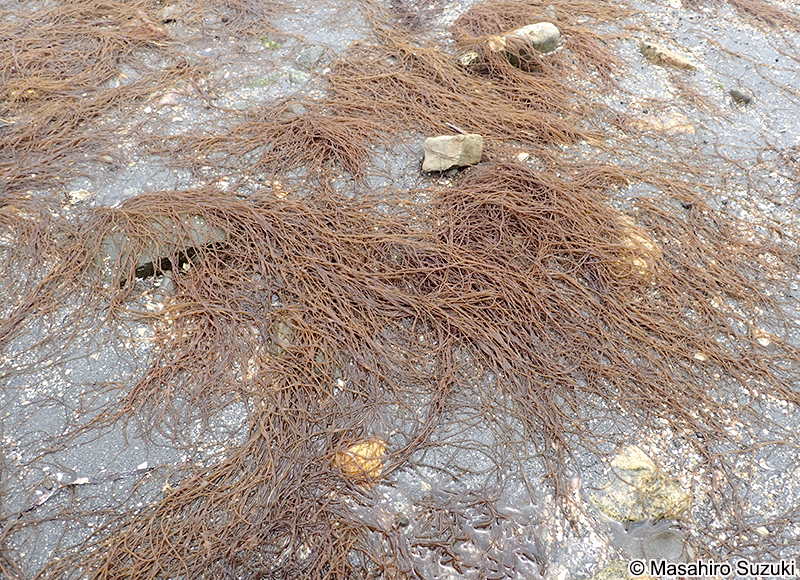 オゴノリ Agarophyton vermiculophyllum