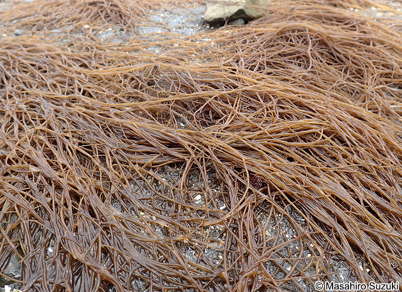 オゴノリ Agarophyton vermiculophyllum