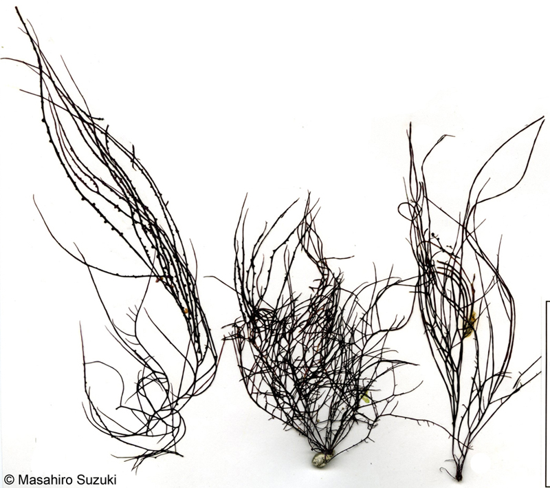 オゴノリ Agarophyton vermiculophyllum