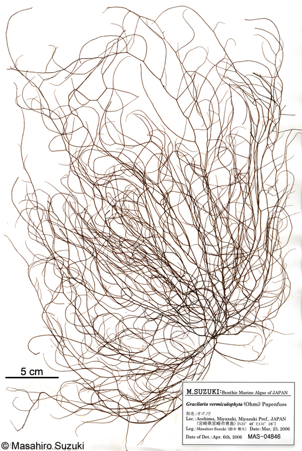 オゴノリ Agarophyton vermiculophyllum