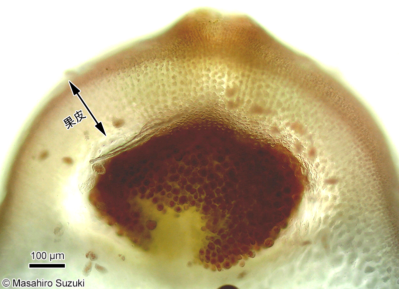 ツルシラモ Gracilariopsis chorda