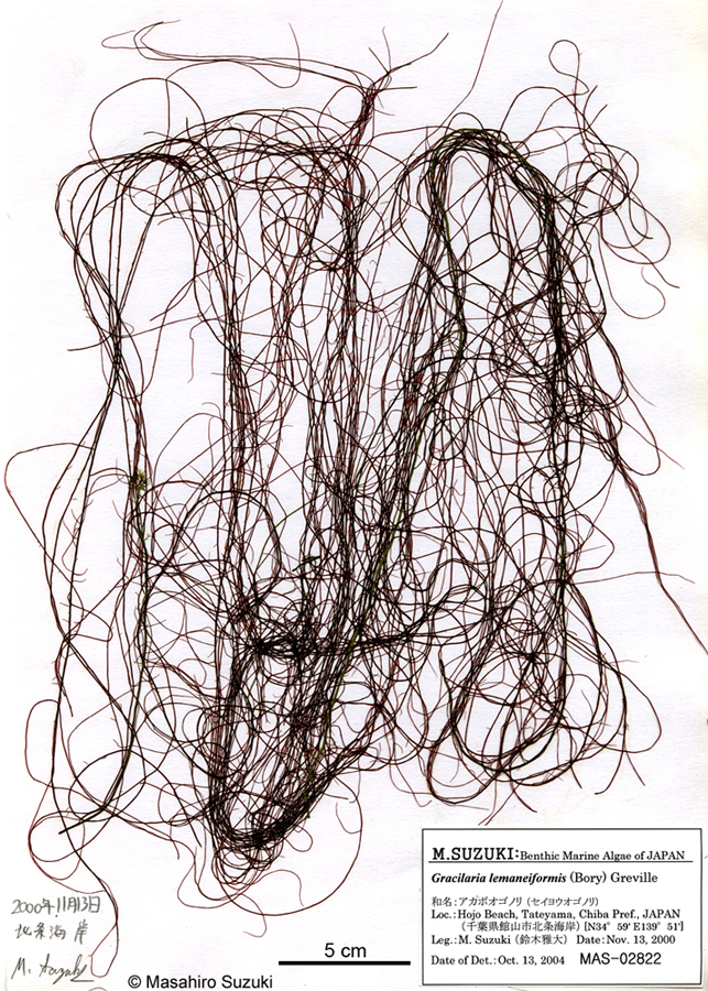 アガボオゴノリ Gracilaria lemaneiformis auct. non (Bory) Greville (1830)