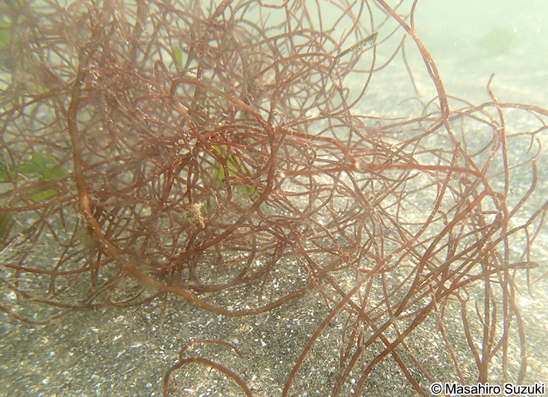 ツルシラモ Gracilariopsis chorda