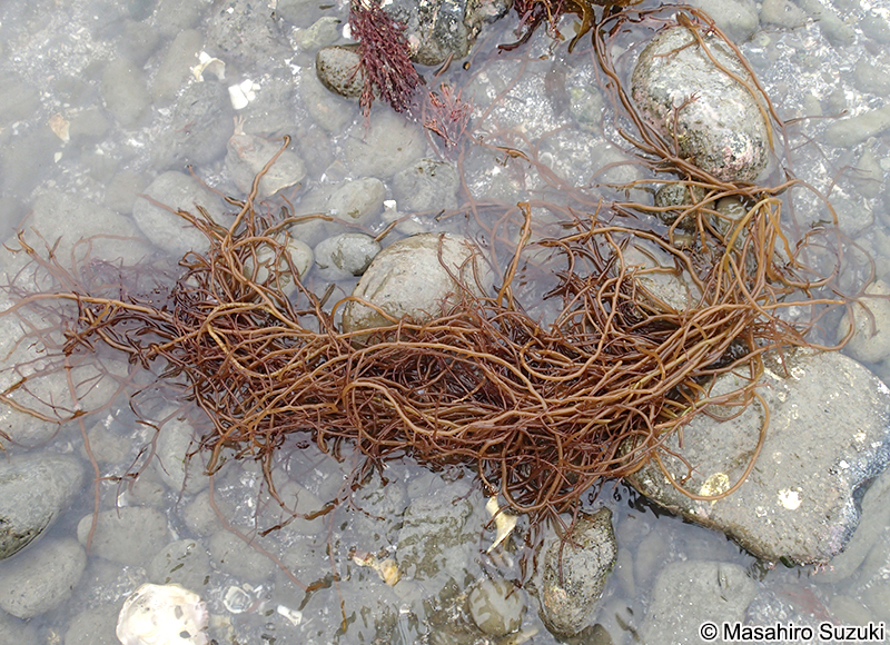 ツルシラモ Gracilariopsis chorda