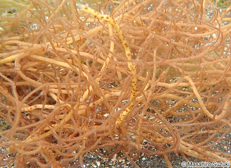ツルシラモ Gracilariopsis chorda