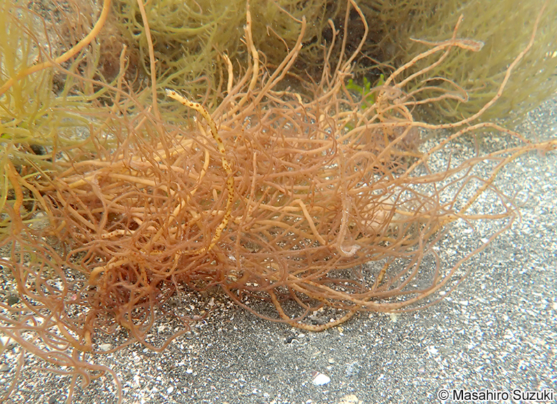 ツルシラモ Gracilariopsis chorda