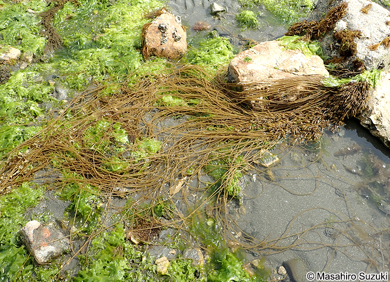 ツルシラモ Gracilariopsis chorda