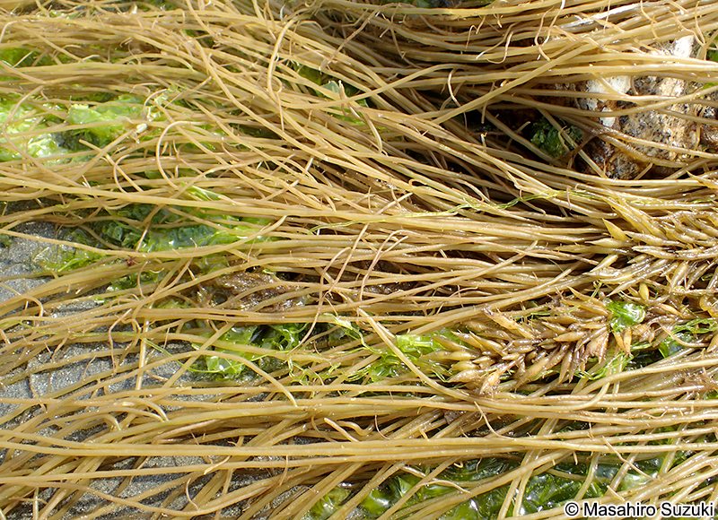 ツルシラモ Gracilariopsis chorda