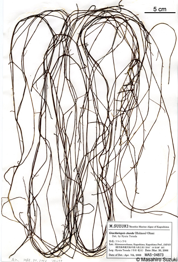 ツルシラモ Gracilariopsis chorda