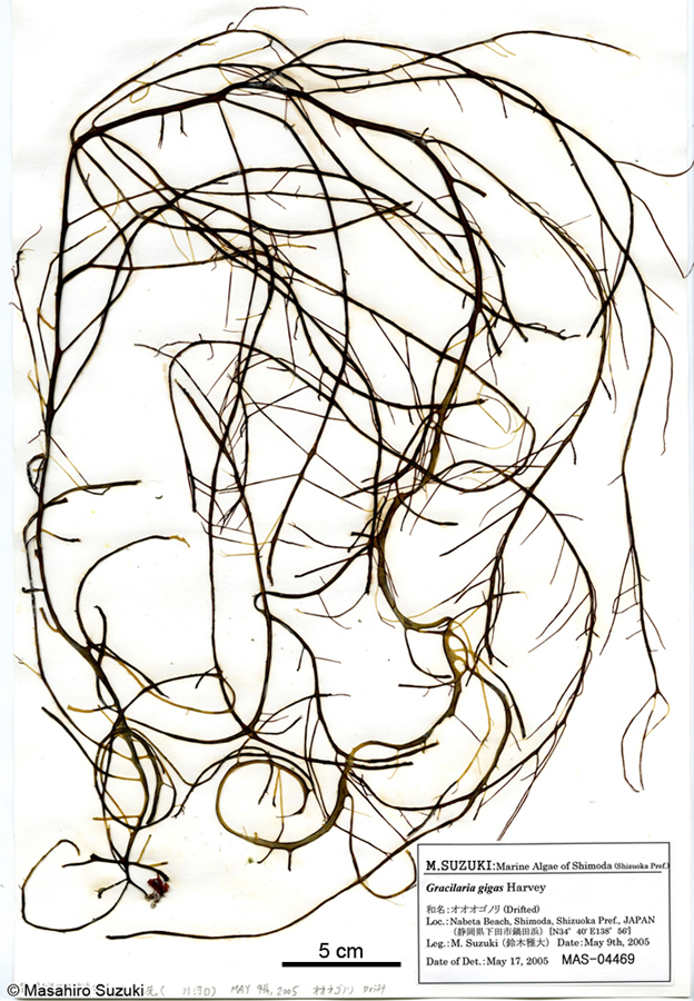 ツルシラモ Gracilariopsis chorda