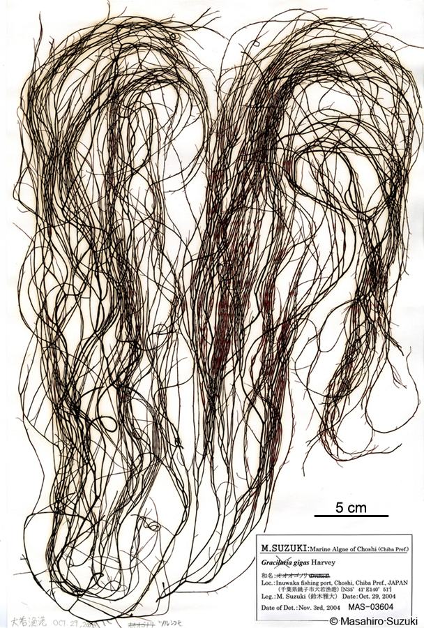 ツルシラモ Gracilariopsis chorda