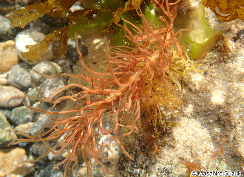 ムカデノリ Grateloupia asiatica