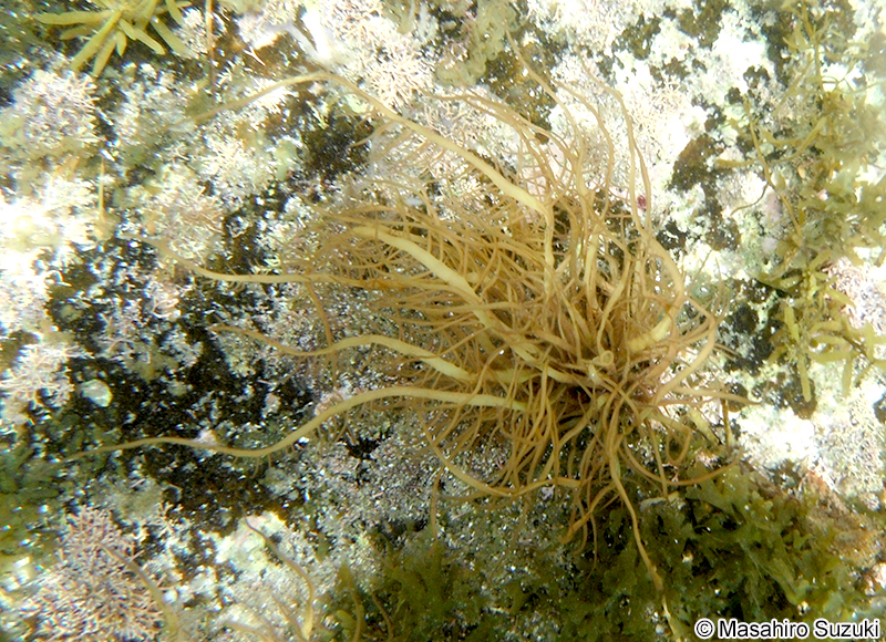 ムカデノリ Grateloupia asiatica