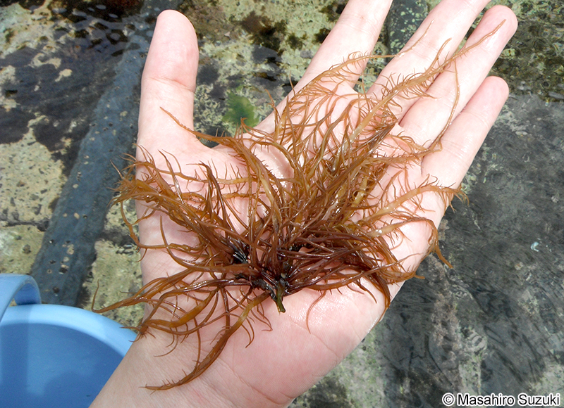 ムカデノリ Grateloupia asiatica