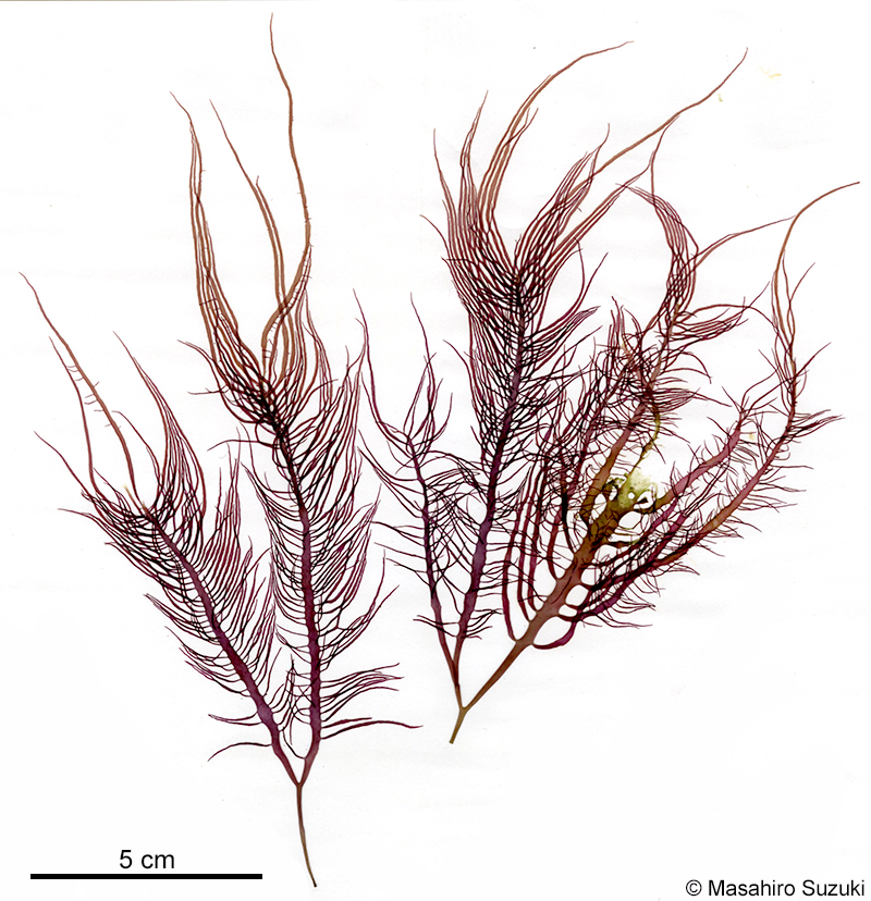 ムカデノリ Grateloupia asiatica
