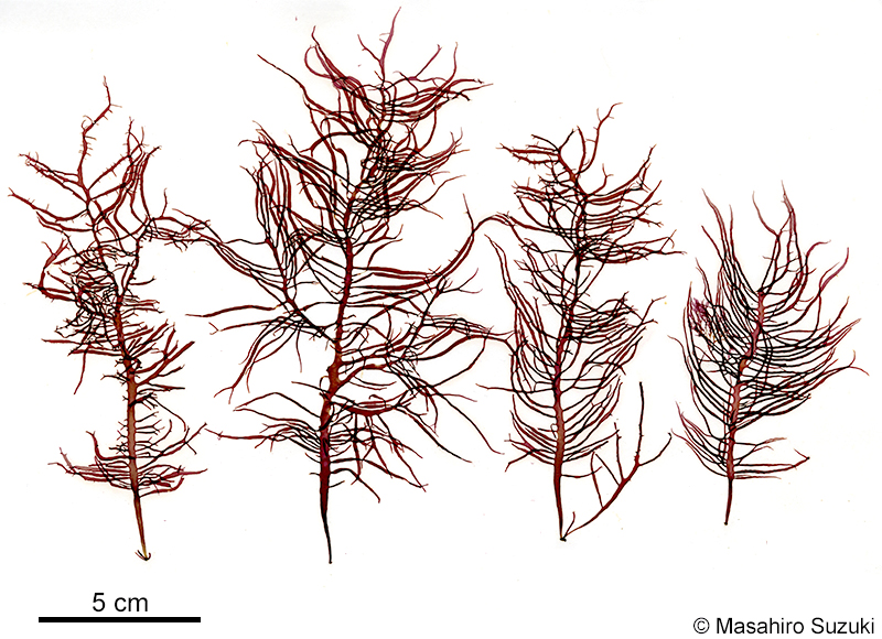 ムカデノリ Grateloupia asiatica