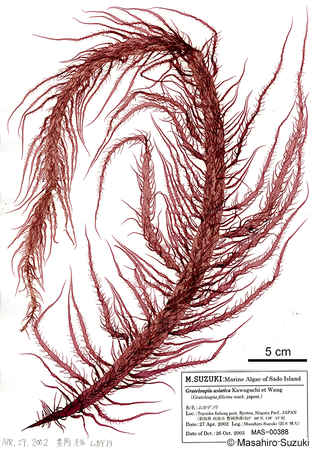 ムカデノリ Grateloupia asiatica