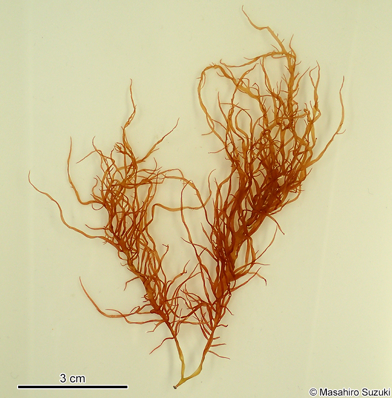 ムカデノリ Grateloupia asiatica