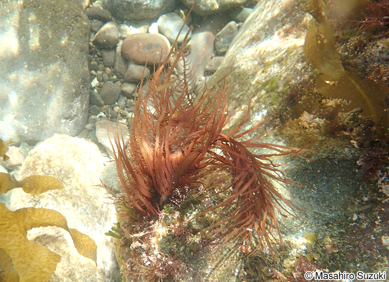 ムカデノリ Grateloupia asiatica