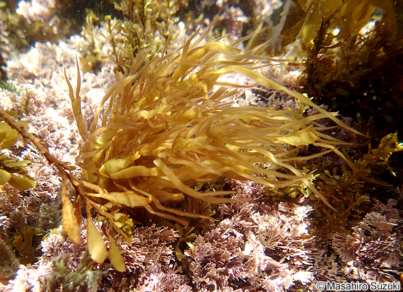 ムカデノリ Grateloupia asiatica