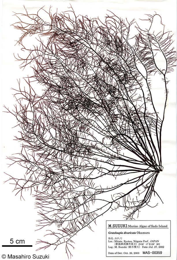 カタノリ Grateloupia divaricata