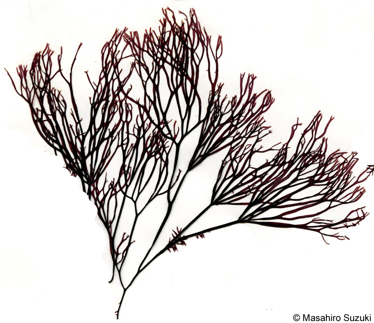 カタノリ Grateloupia divaricata