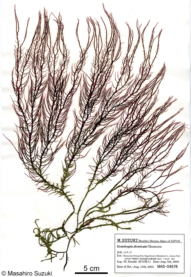 カタノリ Grateloupia divaricata