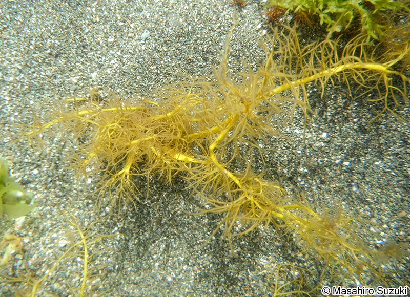 カタノリ Grateloupia divaricata