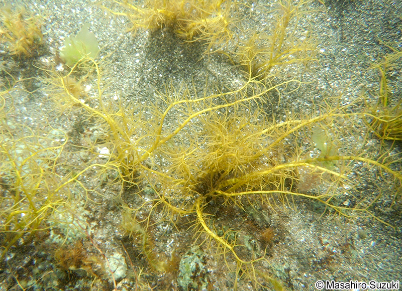 カタノリ Grateloupia divaricata