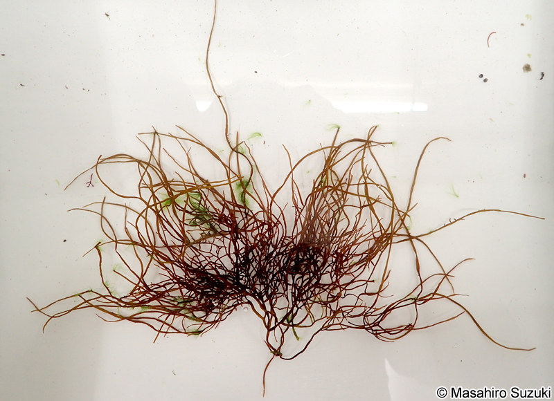 カタノリ Grateloupia divaricata