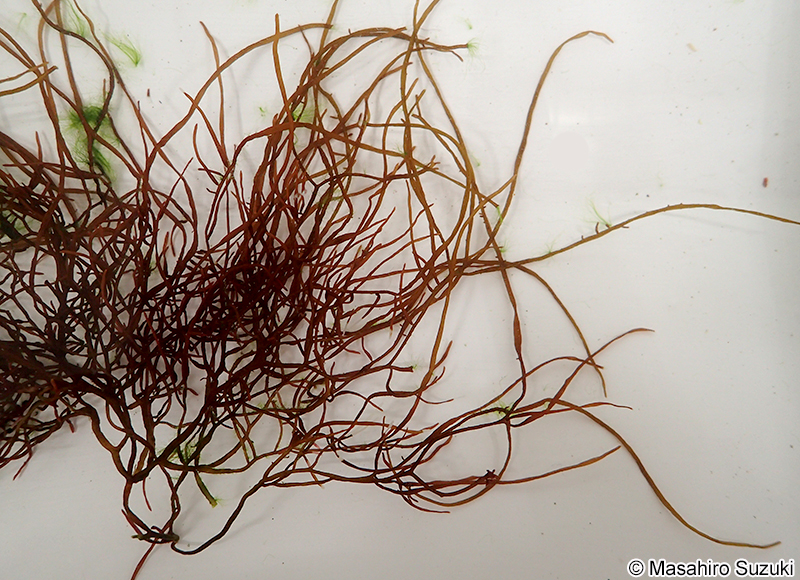 カタノリ Grateloupia divaricata