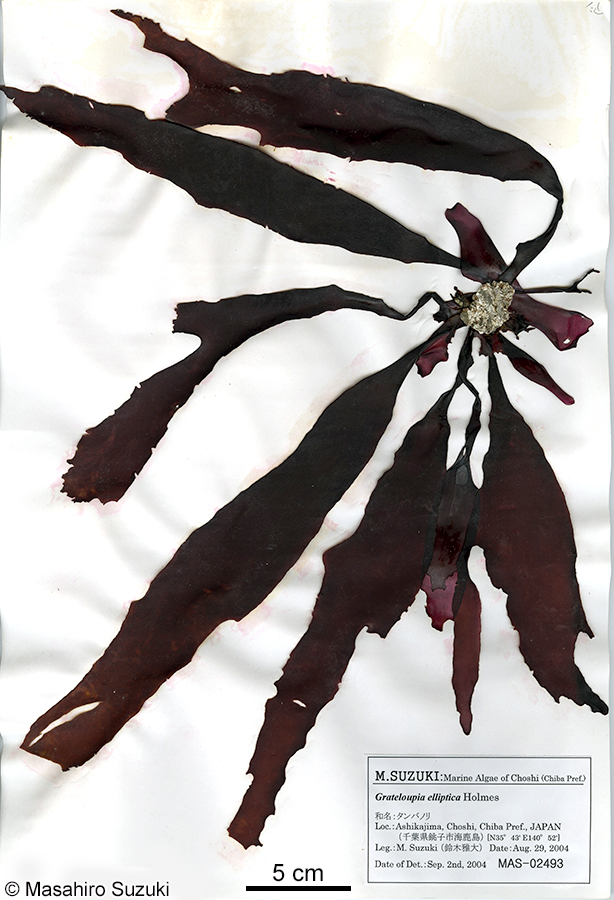 タンバノリ Pachymeniopsis elliptica