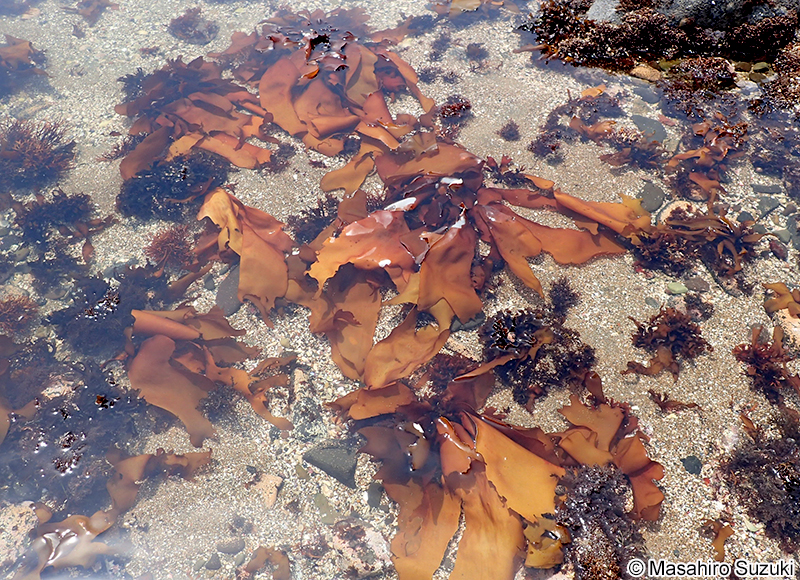 タンバノリ Pachymeniopsis elliptica