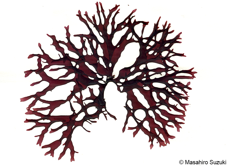 サクラノリ Prionitis imbricata