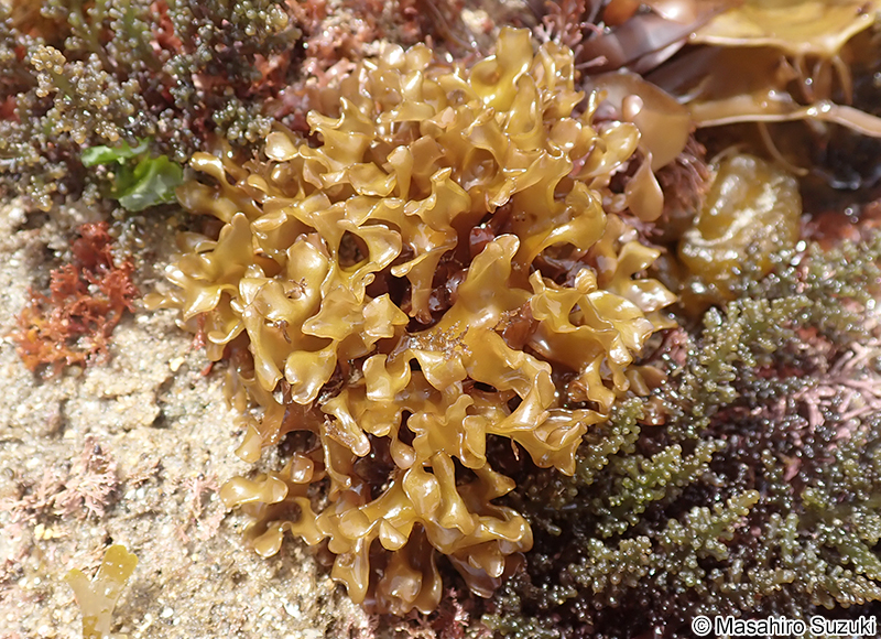 サクラノリ Prionitis imbricata