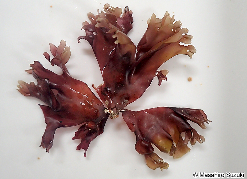 サクラノリ Prionitis imbricata