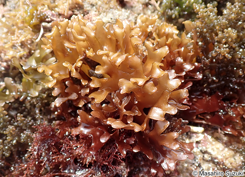 サクラノリ Prionitis imbricata