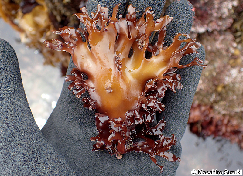 サクラノリ Prionitis imbricata