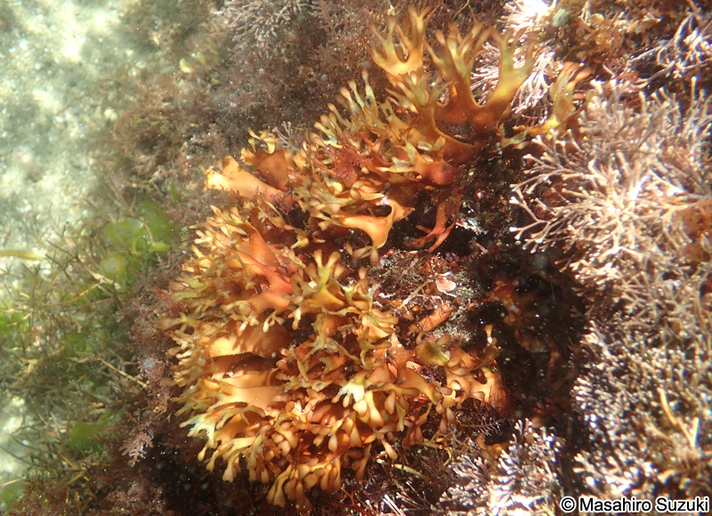 サクラノリ Prionitis imbricata