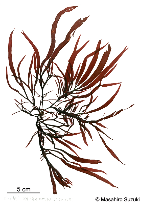 ヒラムカデ Grateloupia livida